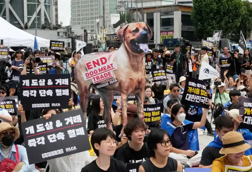كوريا الجنوبية تتجه لحظر أكل الكلاب