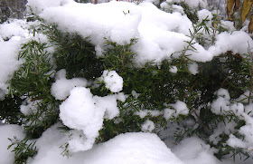  rosemary in snow