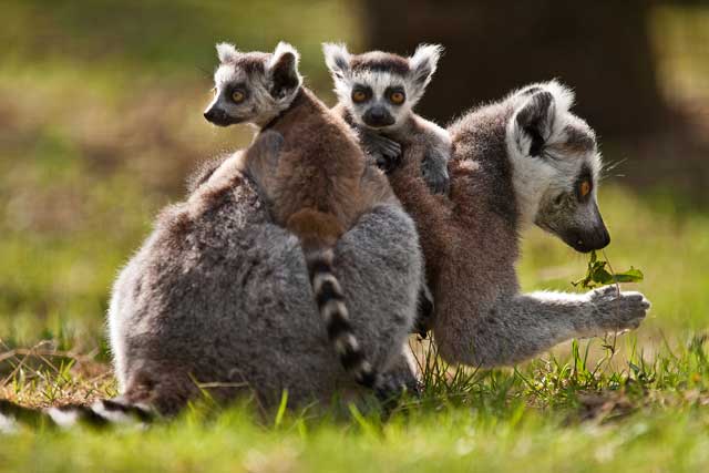 Lemur dan Kaki Seribu