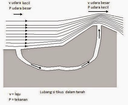 Tikus juga tahu prinsip bernoulli, prinsip bernoulli, tikus dan prinsip bernoulli