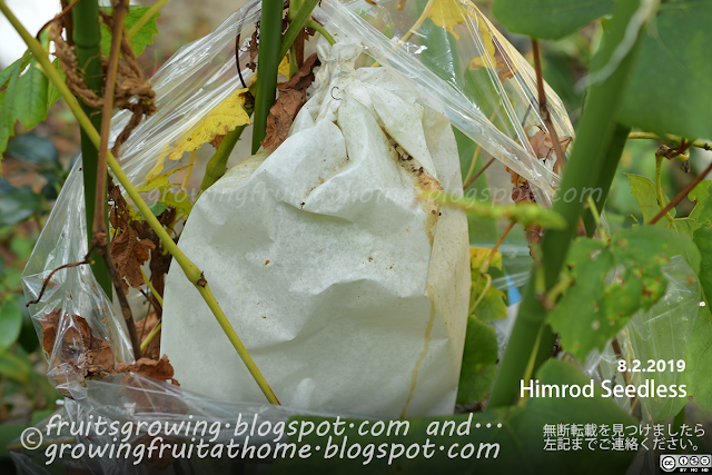 ブドウ ヒムロッドシードレスの栽培