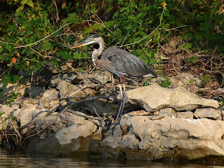 Great Blue Heron on Beaver Lake