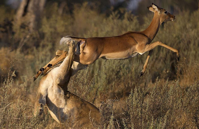 Impala escapes from lion's jaws, impala escaping