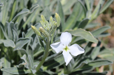 Prikneus - Noaskepripper - Silene coronaria