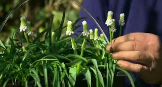 white Muscari plants/bulbs