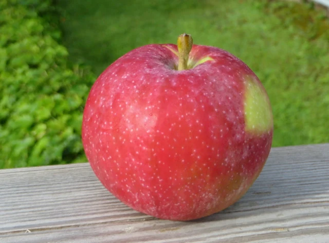 Round red apple with prominent white lenticel spots.
