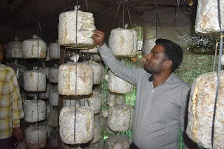 Mushroom farming training in Pune.