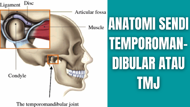 Anatomi Sendi Temporomandibular atau TMJ Manusia Sendi temporomandibular (TMJ) dibentuk oleh artikulasi mandibula dan tulang temporal kranium. Terletak di anterior tragus telinga, pada aspek lateral wajah.  Artikulasi Permukaan Sendi Temporomandibular Sendi temporomandibular terdiri dari artikulasi antara tiga permukaan; fossa mandibula dan tuberkulum artikular (dari bagian skuamosa tulang temporal), dan kepala mandibula.  Sendi ini memiliki mekanisme yang unik; permukaan artikular tulang tidak pernah bersentuhan satu sama lain - mereka dipisahkan oleh cakram atau disk artikular. Kehadiran disk seperti itu membagi sendi menjadi dua rongga sendi sinovial, masing-masing dilapisi oleh membran sinovial. Permukaan artikular tulang ditutupi oleh fibrokartilago, bukan tulang rawan hialin.    Ligamen Sendi Temporomandibular Ada tiga ligamen ekstrakapsular. Mereka bertindak untuk menstabilkan sendi temporomandibular.  Ligamentum Lateral Berjalan dari awal tubulus artikular ke leher mandibula. Ini adalah penebalan kapsul sendi, dan bertindak untuk mencegah dislokasi posterior sendi. Ligamentum Sphenomandibular Berasal dari tulang belakang sphenoid, dan melekat pada mandibula. Ligamentum Stylomandibular Penebalan fasia kelenjar parotis. Seiring dengan otot-otot wajah, itu menopang berat rahang.    Gerakan Sendi Temporomandibular Gerakan pada sendi ini dihasilkan oleh otot pengunyahan atau mastication, dan otot hyoid. Kedua divisi dari sendi temporomandibular memiliki fungsi yang berbeda.  Penonjolan atau Protrusion dan Retraksi Bagian atas sendi memungkinkan penonjolan atau protrusion dan retraksi mandibula – gerakan anterior dan posterior rahang.  Otot pterigoid lateral bertanggung jawab atas penonjolan atau protrusion (dibantu oleh pterigoid medial), dan serabut posterior temporalis melakukan retraksi. Gerakan lateral (yaitu untuk mengunyah dan menggiling) dicapai dengan menjulurkan dan menarik mandibula secara bergantian di setiap sisi.  Elevasi dan Depresi Bagian bawah sendi memungkinkan pengangkatan dan depresi mandibula; membuka dan menutup mulut. Depresi sebagian besar disebabkan oleh gravitasi. Namun, jika ada resistensi, otot digastrik, geniohyoid, dan mylohyoid membantu. Elevasi adalah gerakan yang sangat kuat, disebabkan oleh kontraksi otot temporalis, masseter, dan pterygoid medial.    Pasokan Neurovaskular Sendi Temporomandibular Suplai arteri ke TMJ disediakan oleh cabang-cabang karotis eksterna, terutama cabang temporal superfisial. Cabang-cabang lain yang berkontribusi termasuk arteri aurikularis dalam, faringeal naik dan arteri maksilaris.  TMJ dipersarafi oleh cabang auriculotemporal dan masseteric dari saraf mandibular (CN V3).    Nah itu dia bahasa dari anatomi sendi atau joint temporomandibular manusia. Melalui bahasan diatas bisa diketahui mengenai anatomi dari sendi atau joint temporomandibular pada manusia. Mungkin hanya itu yang bisa disampaikan di dalam artikel ini, mohon maaf bila terjadi kesalahan di dalam penulisan, dan terimakasih telah membaca artikel ini."God Bless and Protect Us"  Referensi : teachmeanatomy.info