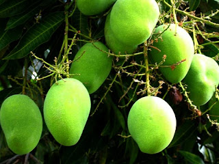 mango tree