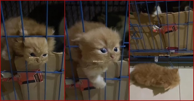 Anak Kucing Oyen Keluar Dari Kandang Besi Ini Sungguh Lucu dan Bikin Gemes