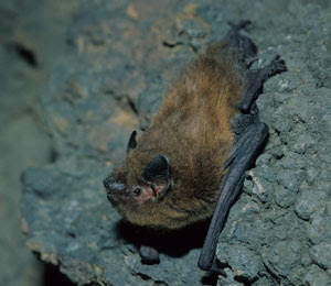 Murciélago de Madeira Pipistrellus maderensis