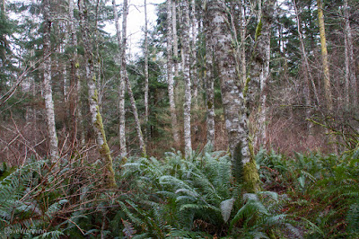 Red Alder Grove