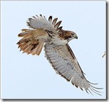 red tailed hawk