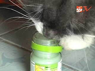 Kucing Aneh Makan Balsem