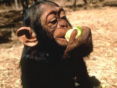 Monkey likes apple