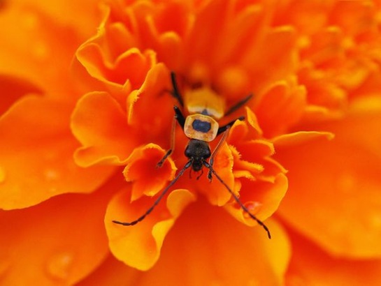 leatherwing-beetle-macro