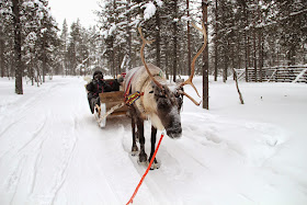 Reindeer Sled Arctic Circle