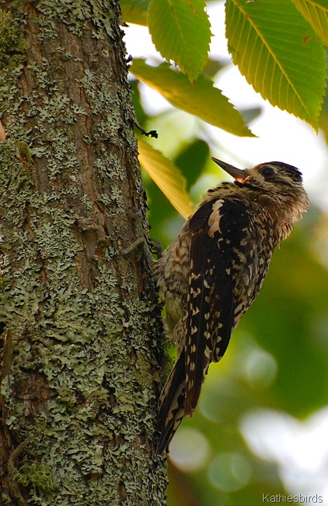 1. Sapsucker juv-kab