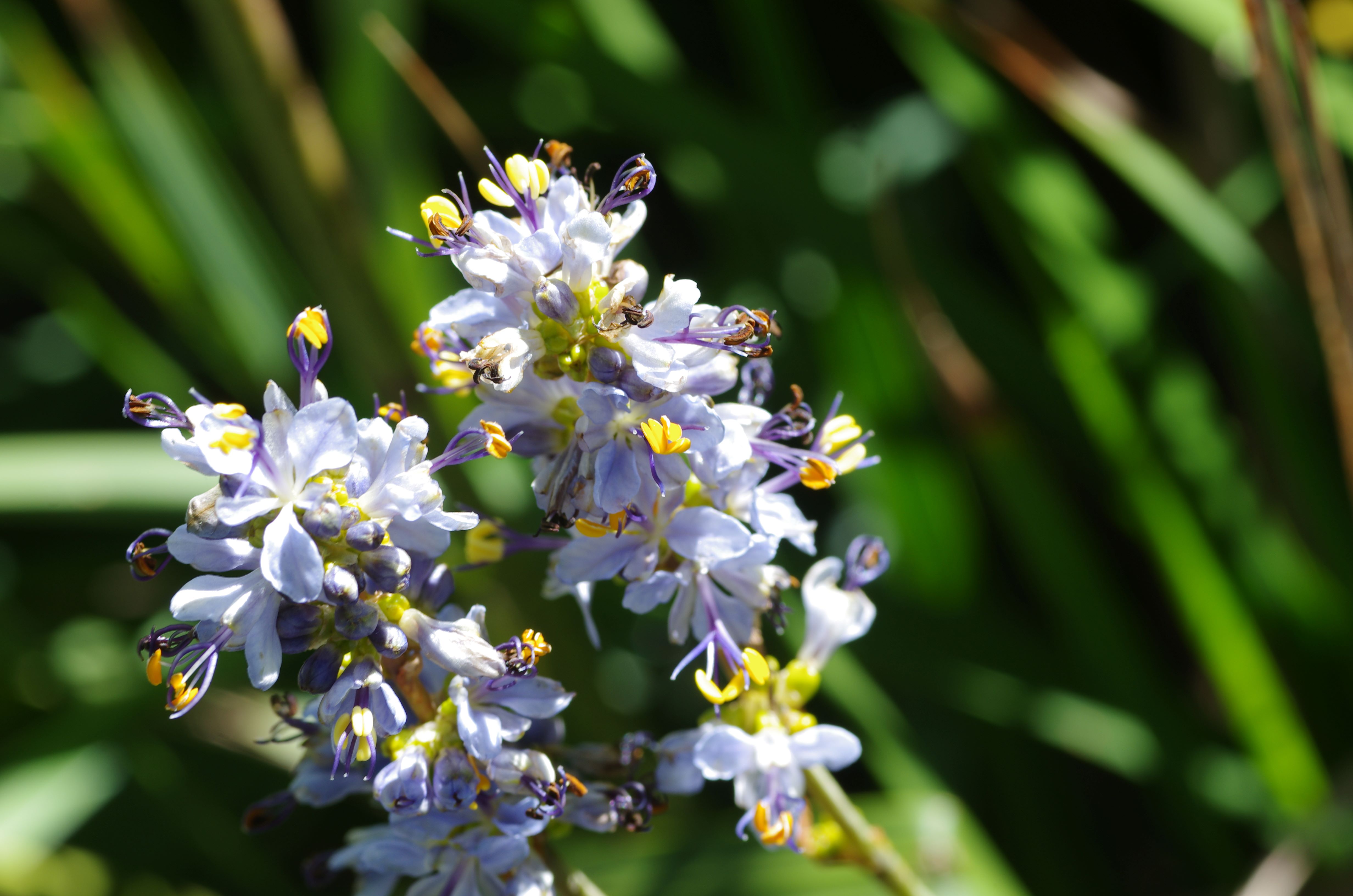 Libertia sessiliflora