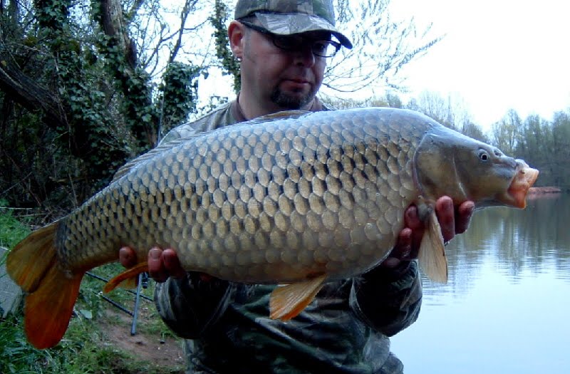 common carp drawings. baby common carp.