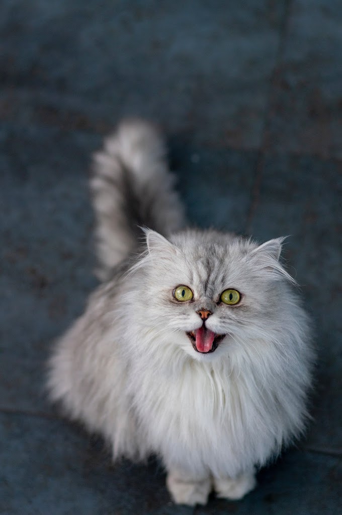 Panduan lengkap tentang kucing persia: karakter, perawatan dan kesehatan