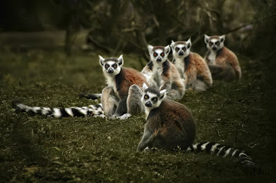 Lemures de Madagascar - Miradas que hipnotizan