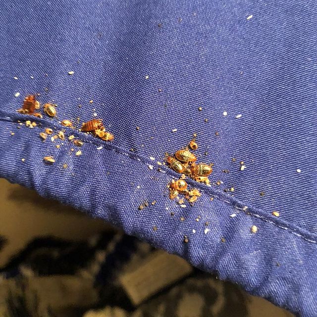 show me images of bed bugs