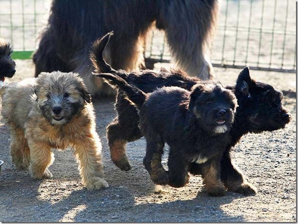 cães extintos na coreia recuperação (6)