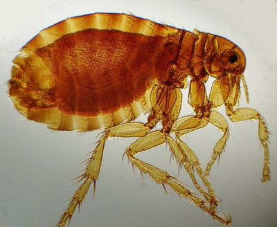 Human fleas