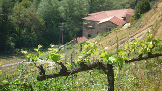 Bodega Pazo lodeiro