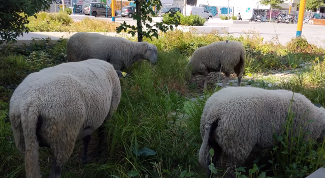 Les bergers urbains et la transhumance à Paris (vidéo)