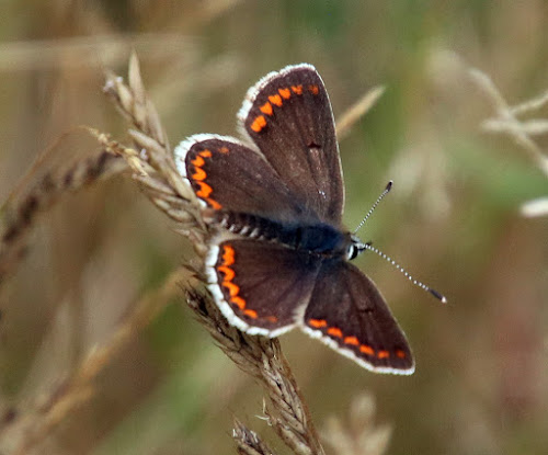 Brown Argus