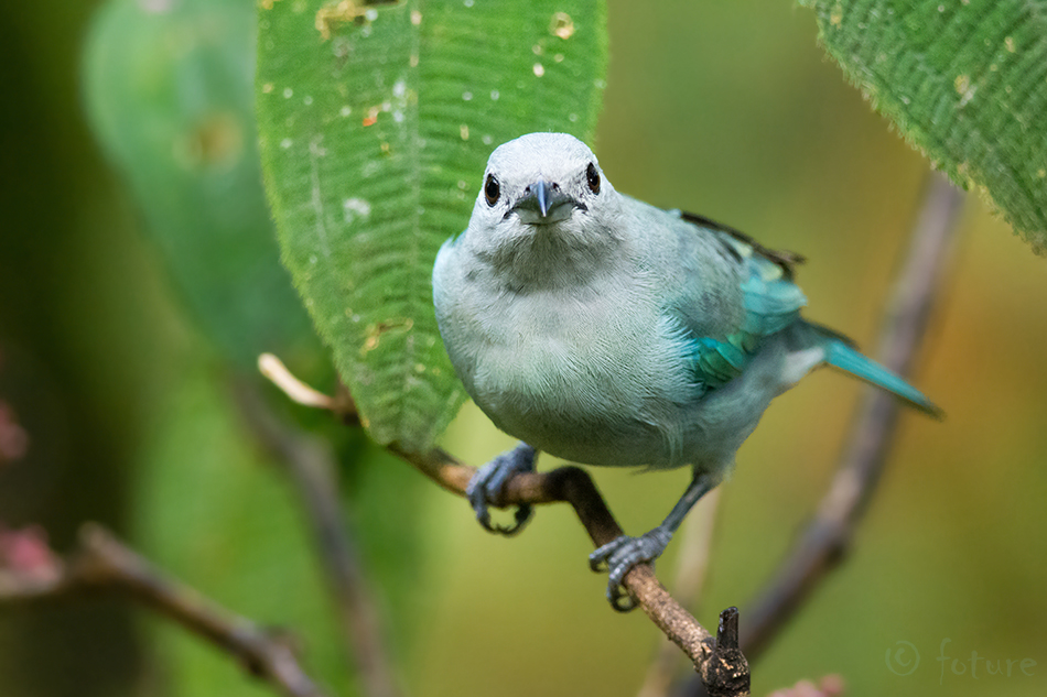 Thraupis episcopus, Blue-gray Tanager, tangara, tangaara