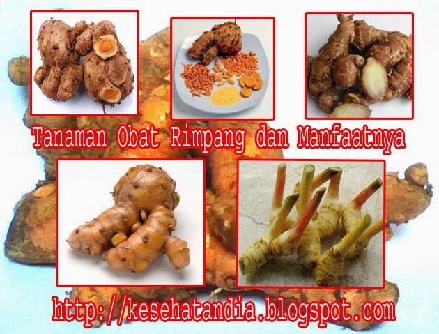 Tanaman Obat Rimpang dan Manfaatnya Kesehatandia Tanaman Obat Rimpang dan Manfaatnya Kesehatandia