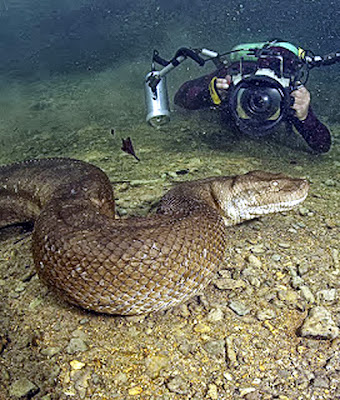 Anaconda Underwater