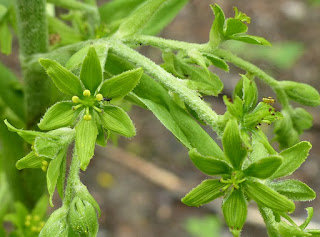 Vérâtre vert - Veratrum viride