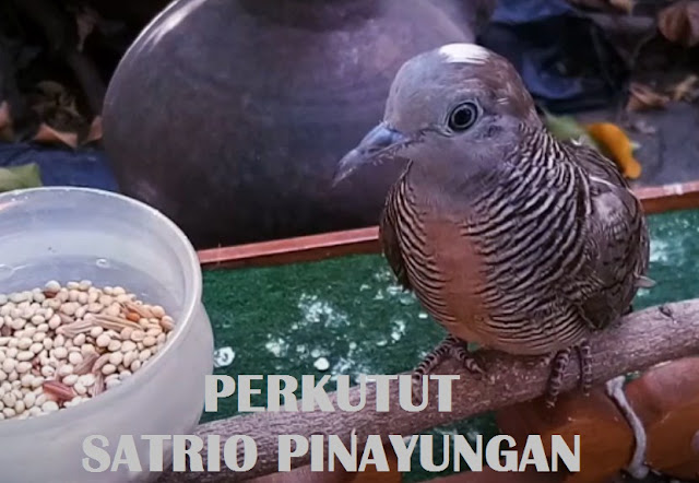 Mitos Perkutut Katuranggan Satrio Pinayungan