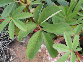 Potentille des marais - Comarum palustre - Comaret