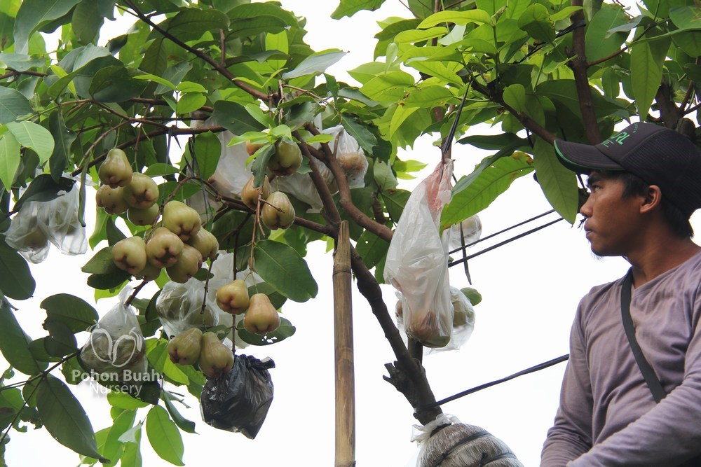 PBN jambu air Bajang leang Pa Cang Lien Wu 