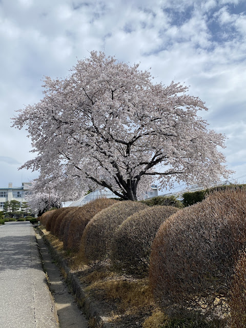 Sasso Sakura