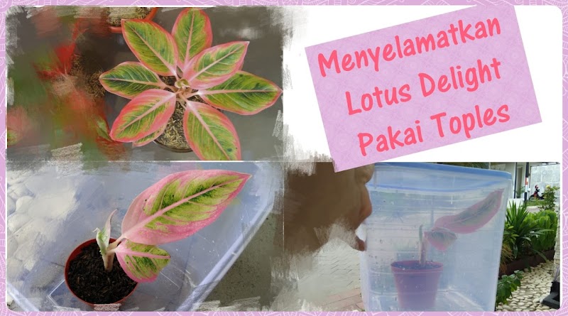 Inspirasi Terkini Cara Cacah Batang Aglaonema, Tanaman Hias