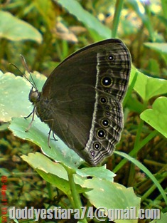 Kupu-kupu "Bushbrown butterfly" (Mycalesis horsfieldi)