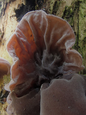 grzyby 2016, grzyby w październiku, grzyby zimowe, Uszak-bzowy-Auricularia-auricula-judae, maślanka-wiazkowa-Hypholoma-fasciculare, gasowka-mglista-Lepista-nebularis