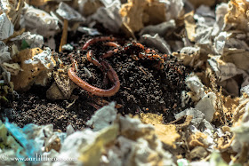 Worm Factory 360, compost, worm, vermicompost, garden, worm castings, fertilizer red wigglers