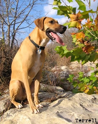 Blackmouth Cur ~ Top Dogs Breeds