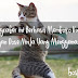 Fotografer Ini Berhasil Memfoto Kucing Dengan Pose Ninja Yang Menggemaskan