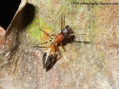 Ant Mimic Jumping Spider