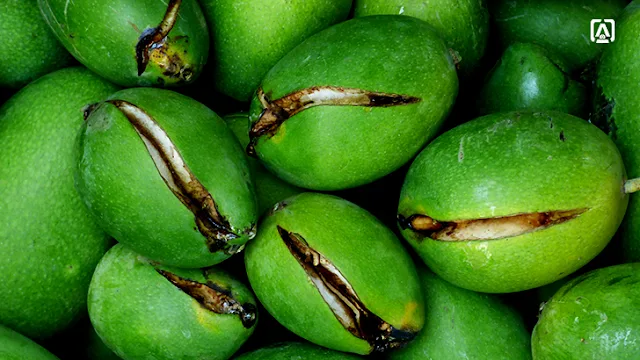 Mango fruit cracking