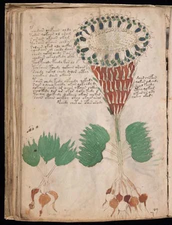 A close-up of the Voynich Manuscript, with intricate illustrations of plants and animals.