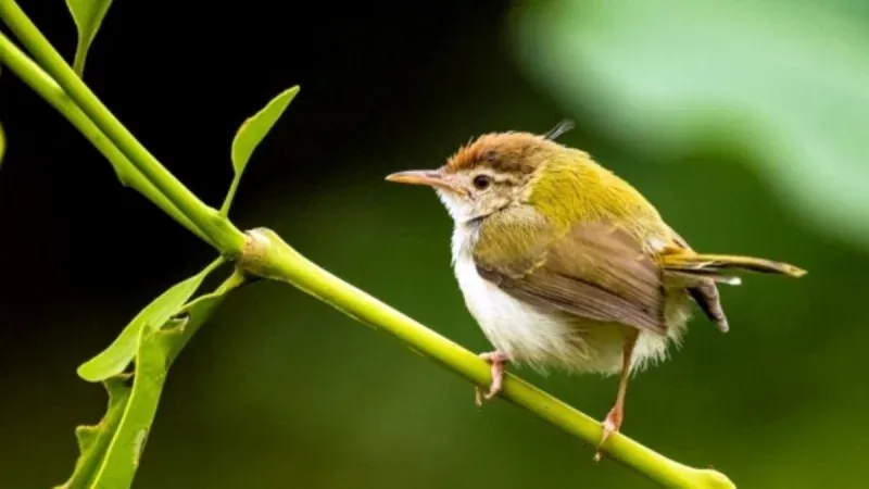  টুনটুনি পাখির প্রিয় খাবার কি -  টুনটুনি পাখির বাসার ছবি -  টুনটুনি পাখির ছবি আঁকা - tuntuni pakhi pic - insightflowblog.com - Image no 8